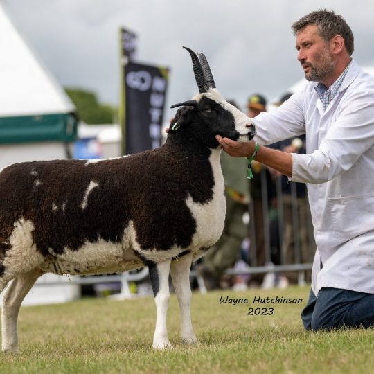 Blackbrook Brownie – Great Yorkshire Show Breed Champion 2023