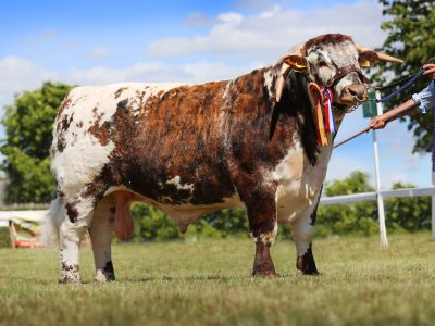 Melbourne Park Issac – Overall Longhorn Breed Champion Great Yorkshire Show 2022 & National Bull of year 2022